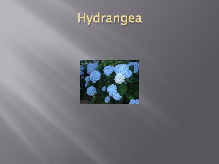 Hydrangea 