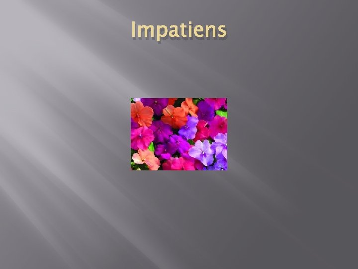 Impatiens 