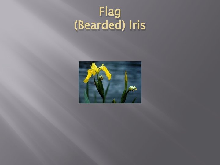 Flag (Bearded) Iris 