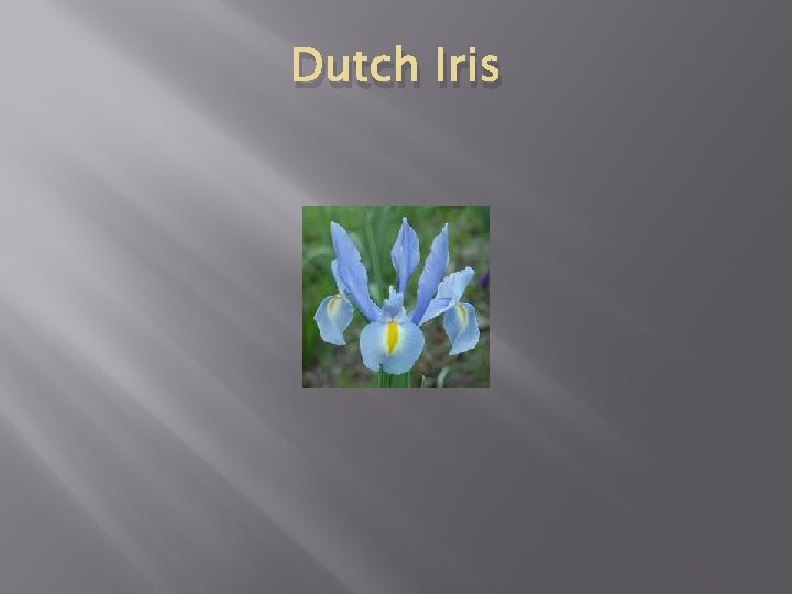 Dutch Iris 