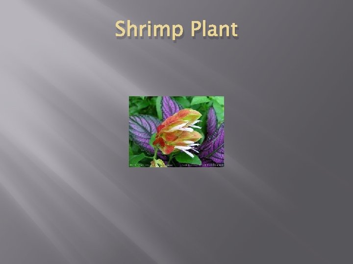 Shrimp Plant 