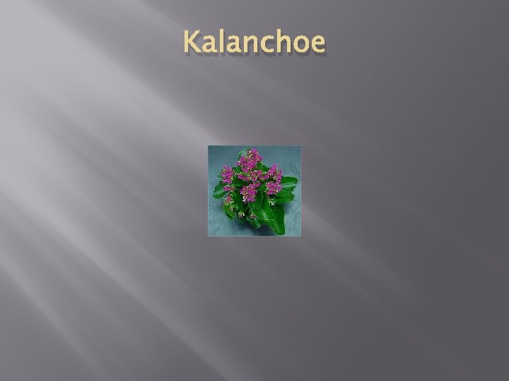 Kalanchoe 