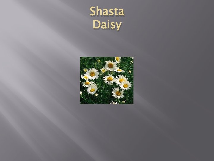 Shasta Daisy 