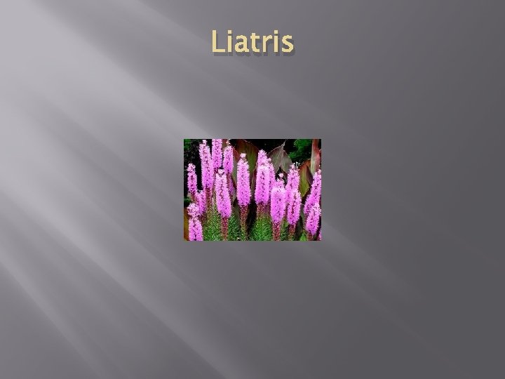 Liatris 