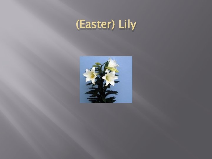 (Easter) Lily 