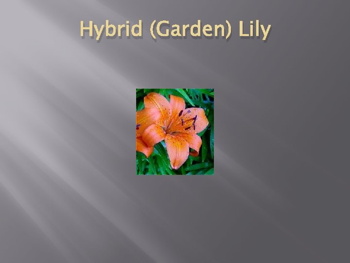 Hybrid (Garden) Lily 