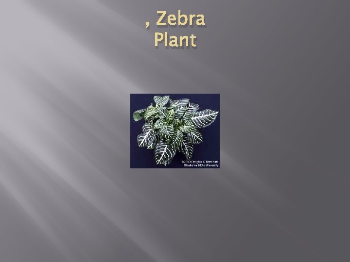 , Zebra Plant 