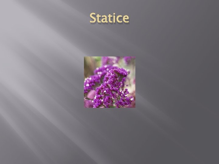 Statice 