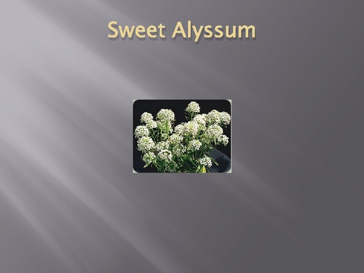 Sweet Alyssum 