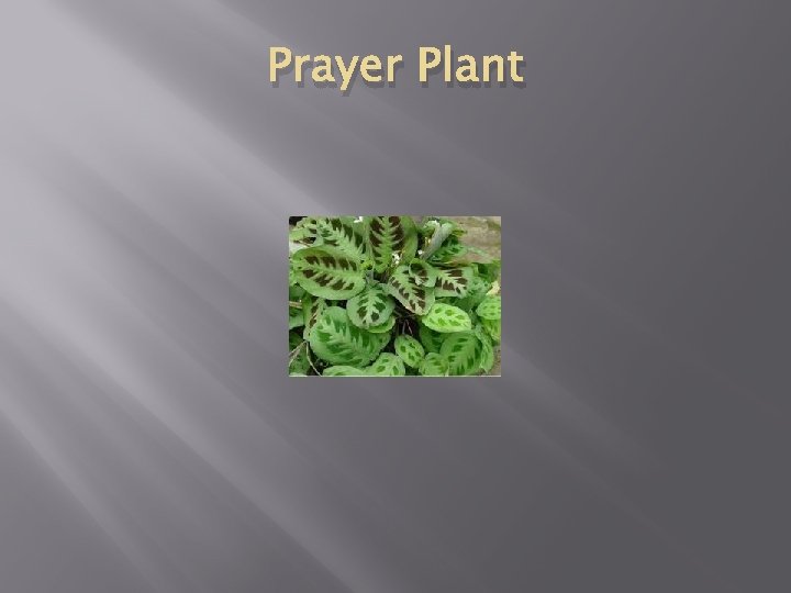 Prayer Plant 