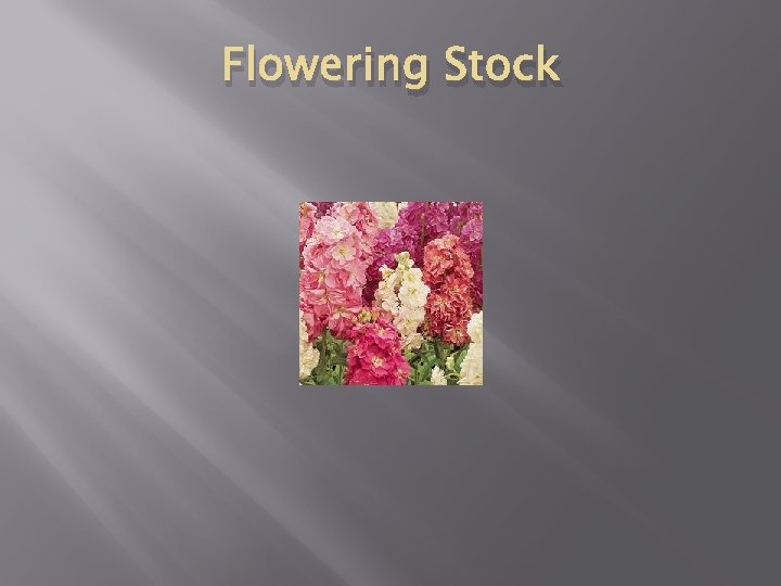 Flowering Stock 