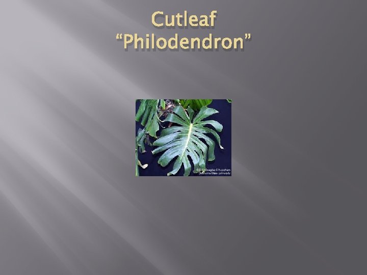 Cutleaf “Philodendron” 