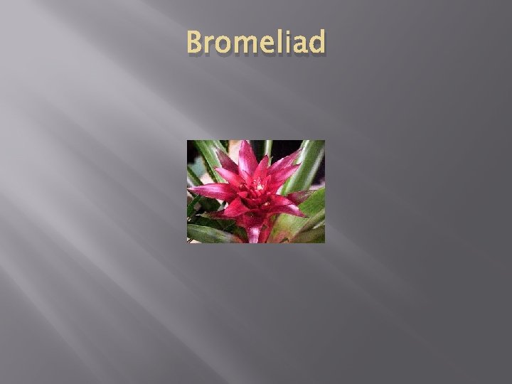 Bromeliad 