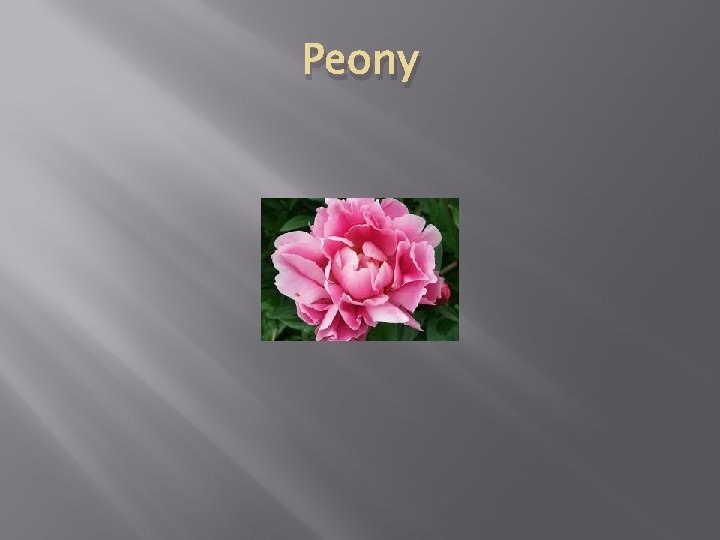 Peony 