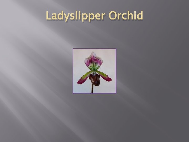 Ladyslipper Orchid 