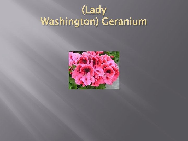 (Lady Washington) Geranium 