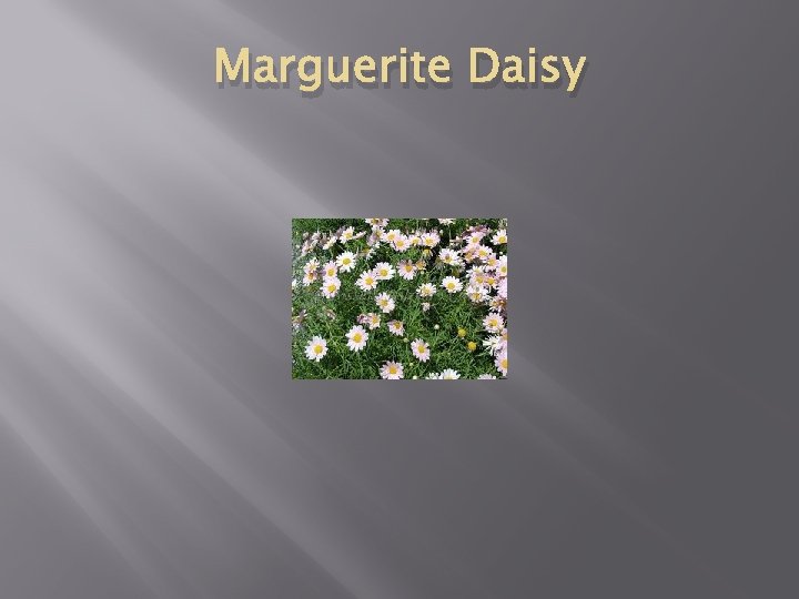 Marguerite Daisy 