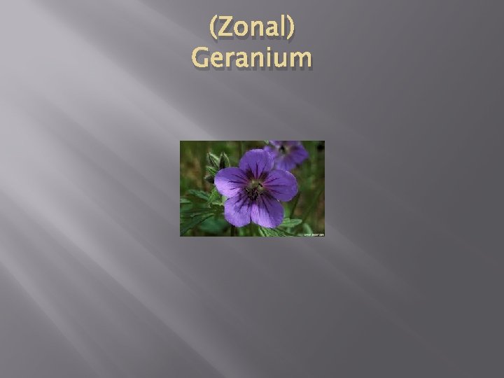 (Zonal) Geranium 