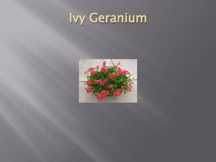 Ivy Geranium 