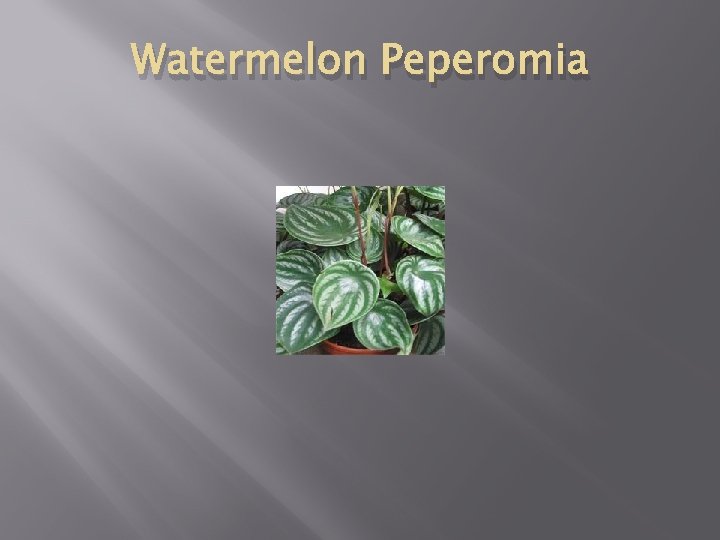 Watermelon Peperomia 