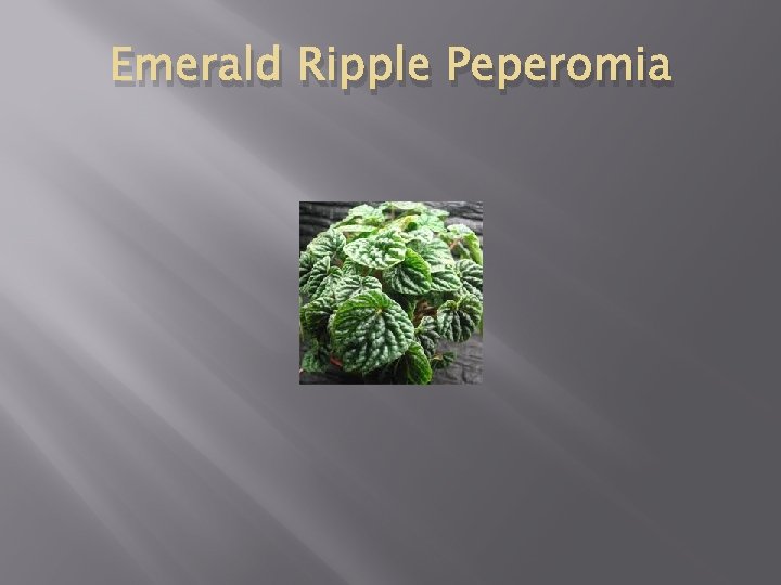 Emerald Ripple Peperomia 