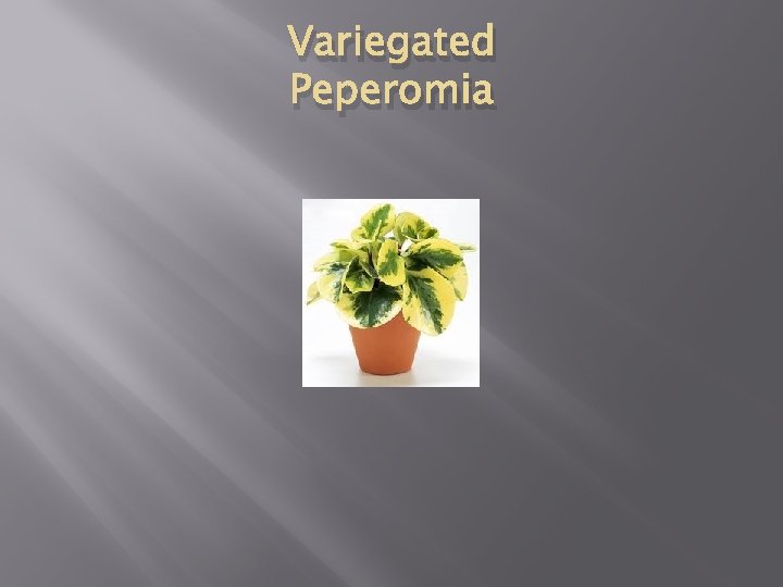 Variegated Peperomia 