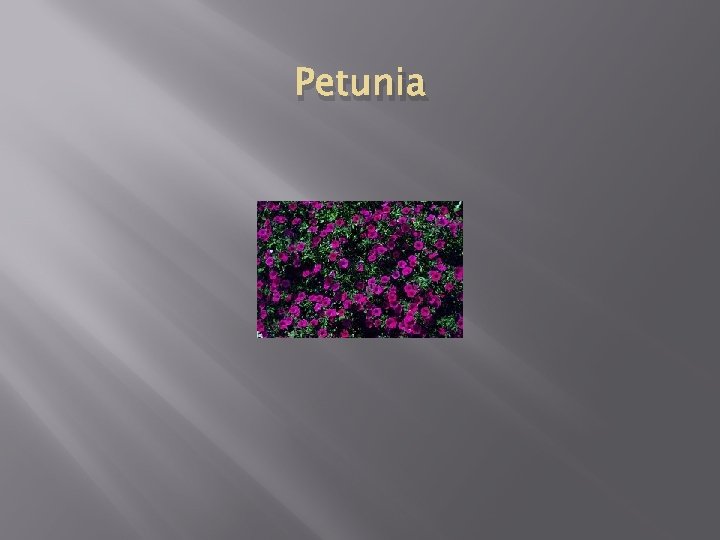 Petunia 