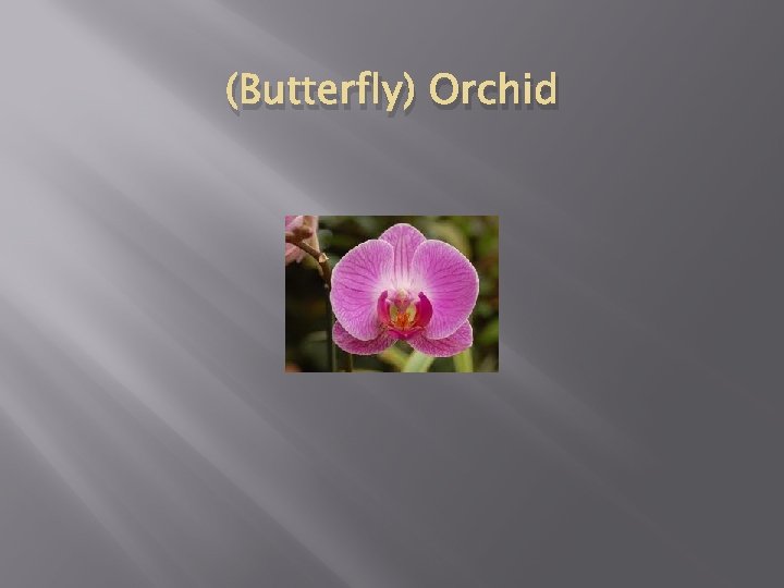 (Butterfly) Orchid 