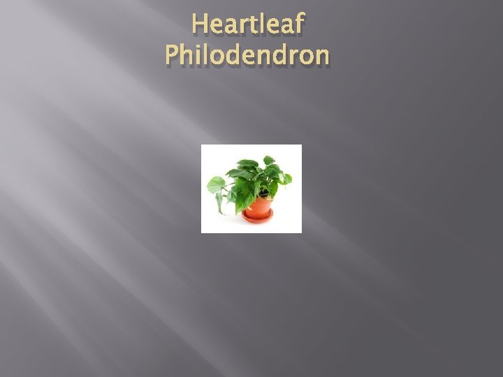 Heartleaf Philodendron 