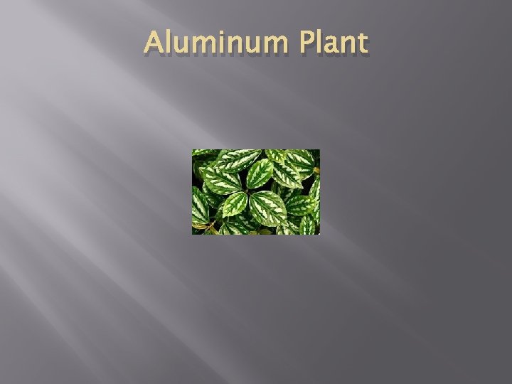 Aluminum Plant 