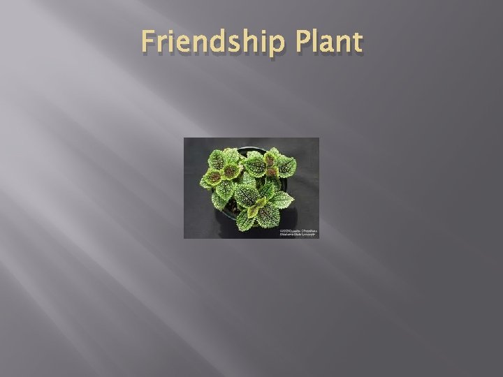 Friendship Plant 