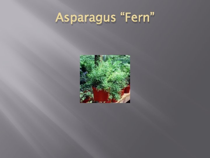 Asparagus “Fern” 