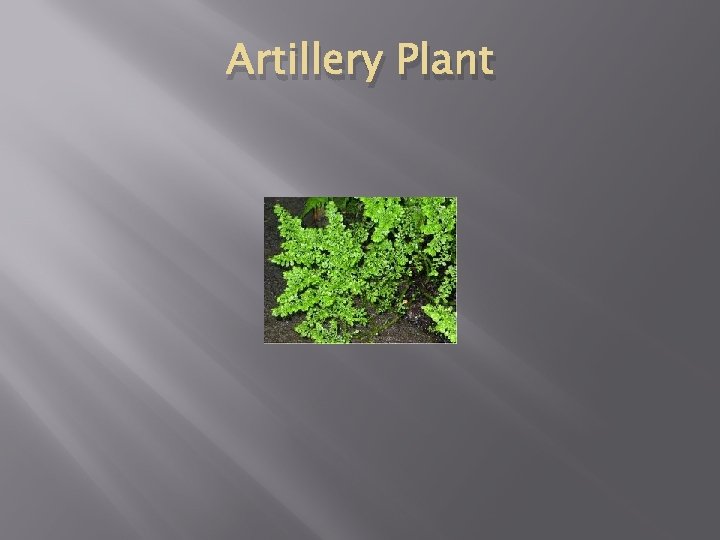 Artillery Plant 