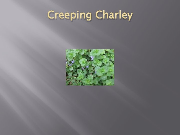 Creeping Charley 