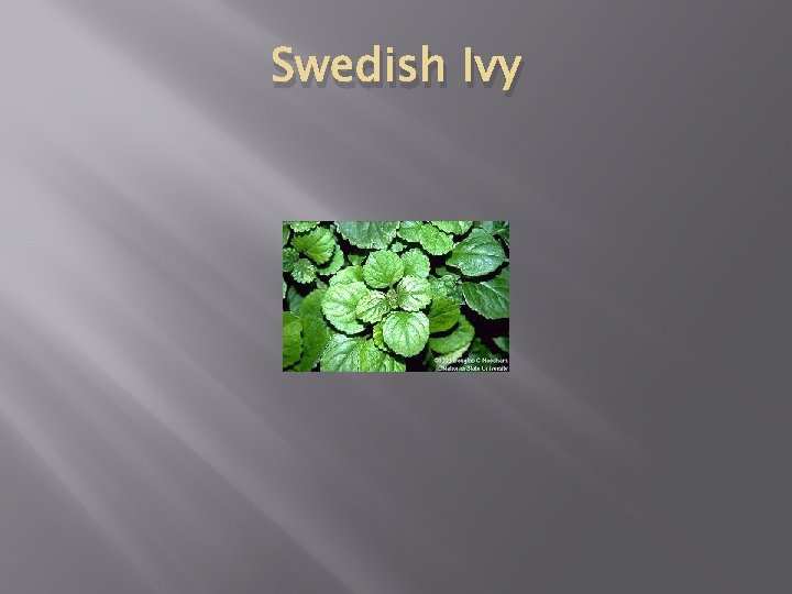 Swedish Ivy 