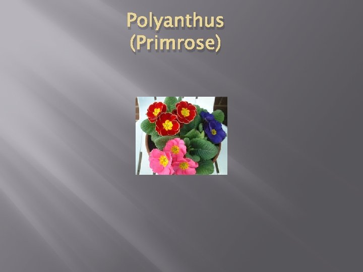 Polyanthus (Primrose) 