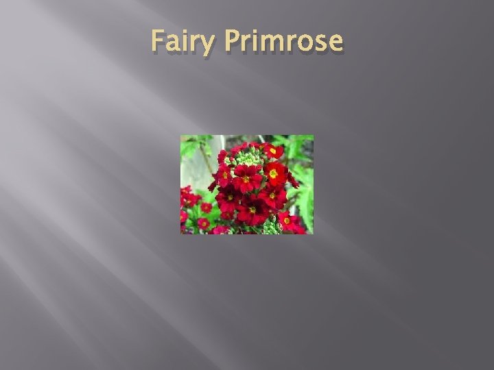 Fairy Primrose 