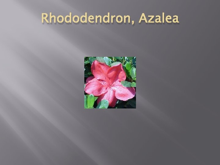 Rhododendron, Azalea 