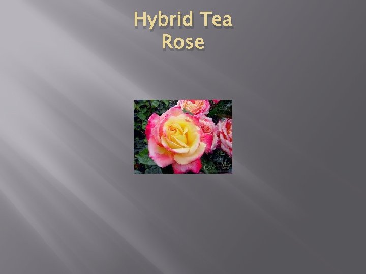 Hybrid Tea Rose 