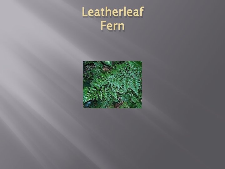 Leatherleaf Fern 