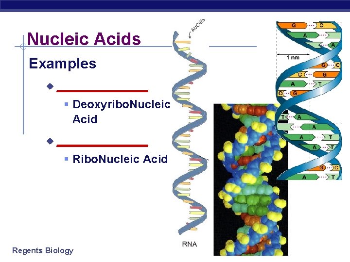 Nucleic Acids Examples u ______ § Deoxyribo. Nucleic Acid u ______ § Ribo. Nucleic