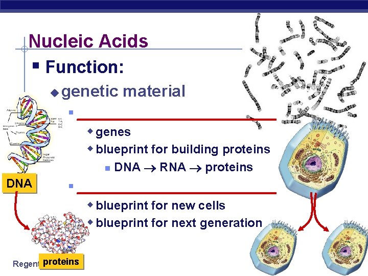 Nucleic Acids § Function: u genetic material § _____________ w genes w blueprint for