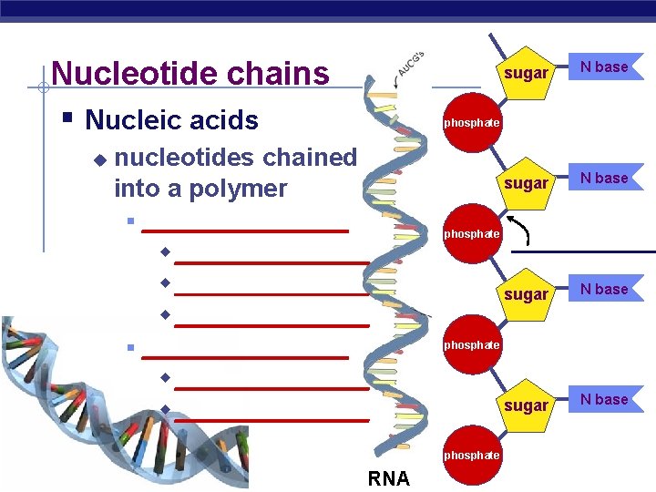 Nucleotide chains § Nucleic acids u N base sugar N base phosphate nucleotides chained