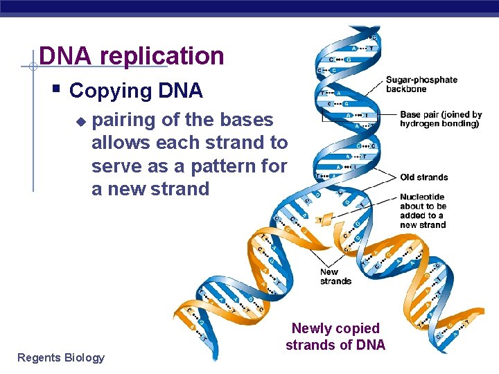 DNA replication § Copying DNA u pairing of the bases allows each strand to