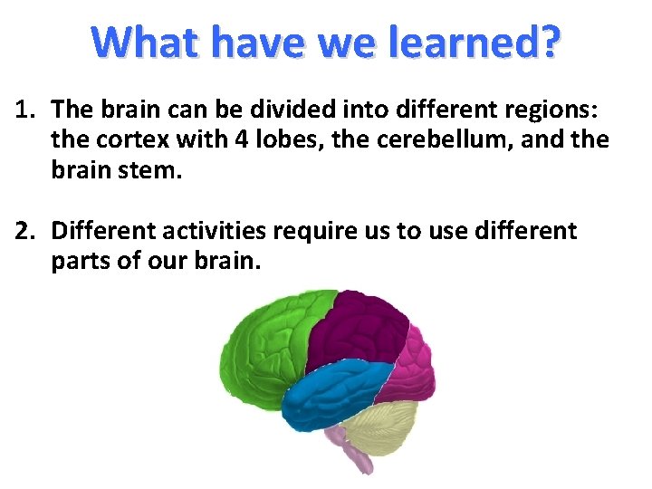 What have we learned? 1. The brain can be divided into different regions: the