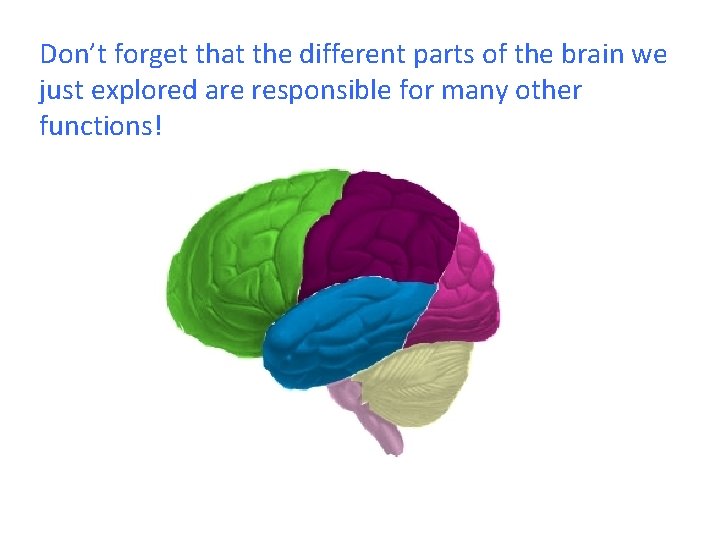 Don’t forget that the different parts of the brain we just explored are responsible