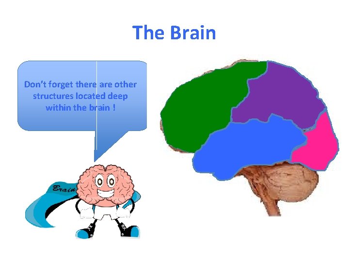 The Brain Don’t forget there are other structures located deep within the brain !