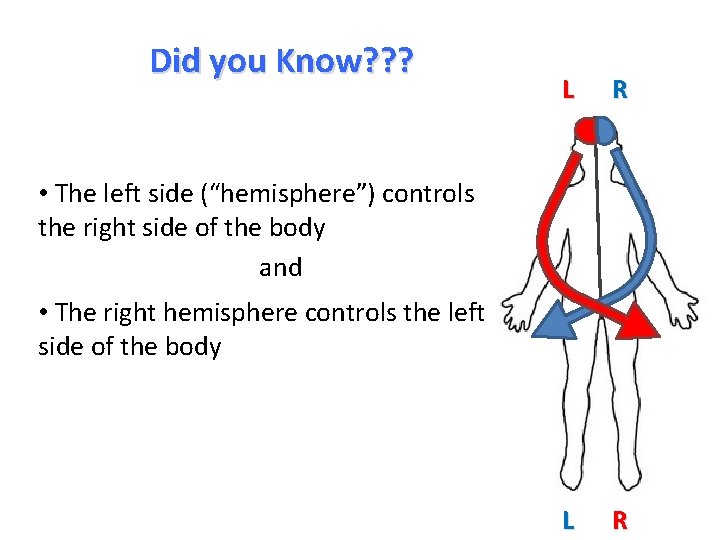 Did you Know? ? ? L R • The left side (“hemisphere”) controls the