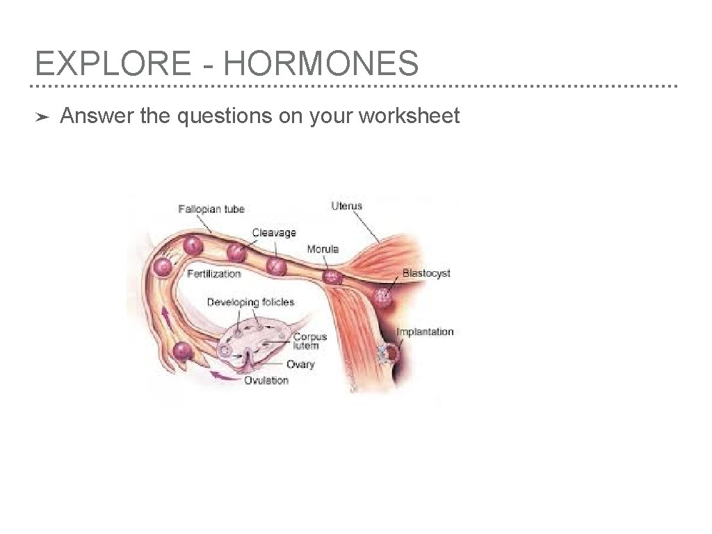 EXPLORE - HORMONES ➤ Answer the questions on your worksheet 