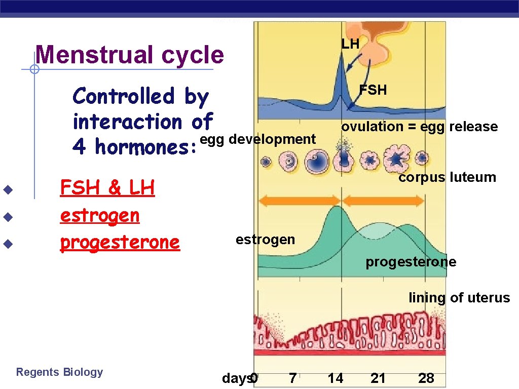 LH Menstrual cycle Controlled by interaction of egg development 4 hormones: ◆ ◆ ◆